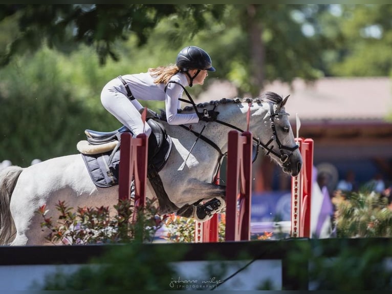 Duitse rijpony Merrie 8 Jaar 143 cm Schimmel in Harsewinkel
