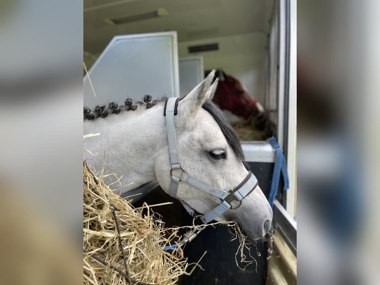 Duitse rijpony Merrie 8 Jaar 143 cm Schimmel in Harsewinkel