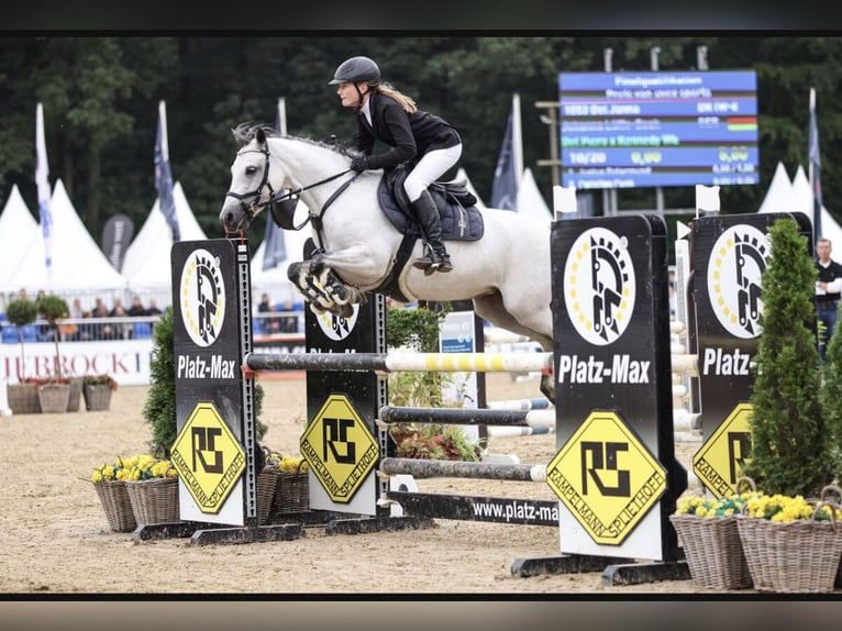 Duitse rijpony Merrie 8 Jaar 143 cm Schimmel in Harsewinkel