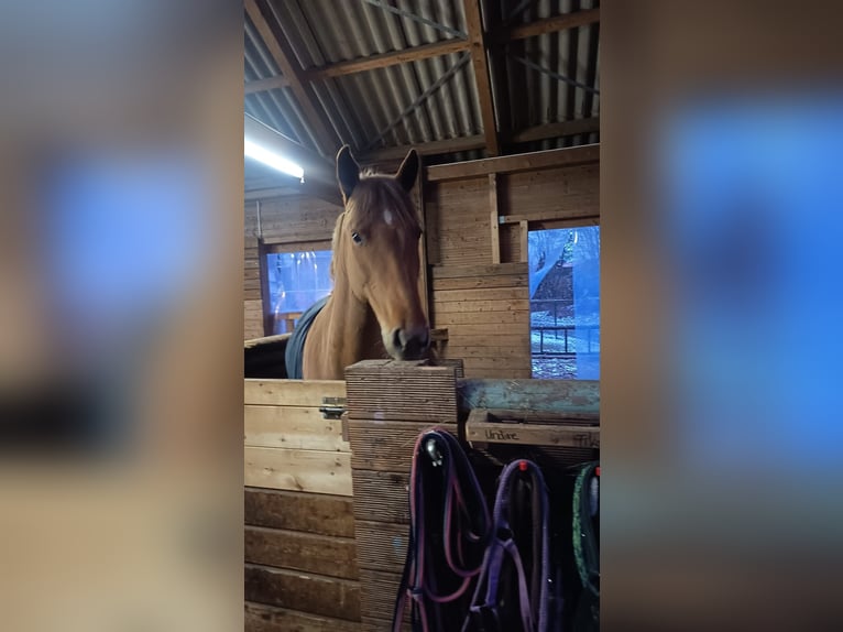 Duitse rijpony Mix Merrie 8 Jaar 143 cm Vos in Schwäbisch Gmünd