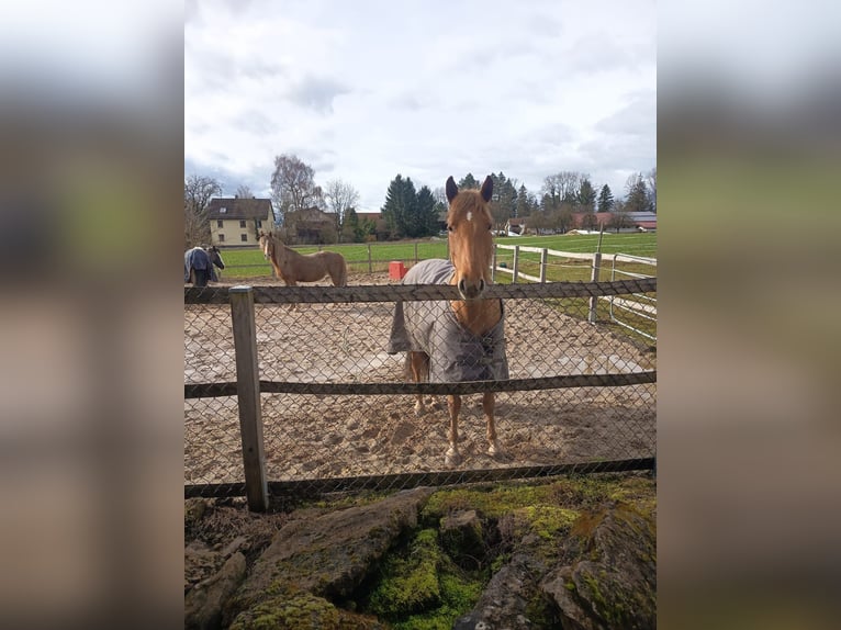 Duitse rijpony Mix Merrie 8 Jaar 143 cm Vos in Schwäbisch Gmünd
