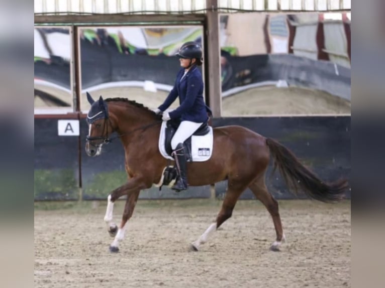 Duitse rijpony Merrie 8 Jaar 144 cm Donkere-vos in Bochum