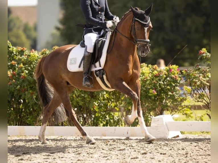 Duitse rijpony Merrie 8 Jaar 144 cm Donkere-vos in Bochum