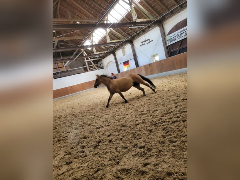 Duitse rijpony Merrie 8 Jaar 144 cm Falbe in Billerbeck Duitse rijpony Merrie 8 Jaar 144 cm Falbe in Billerbeck