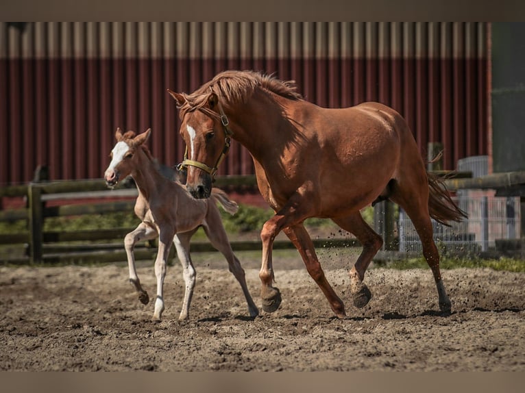 Duitse rijpony Merrie 8 Jaar 144 cm Red Dun in Ankum