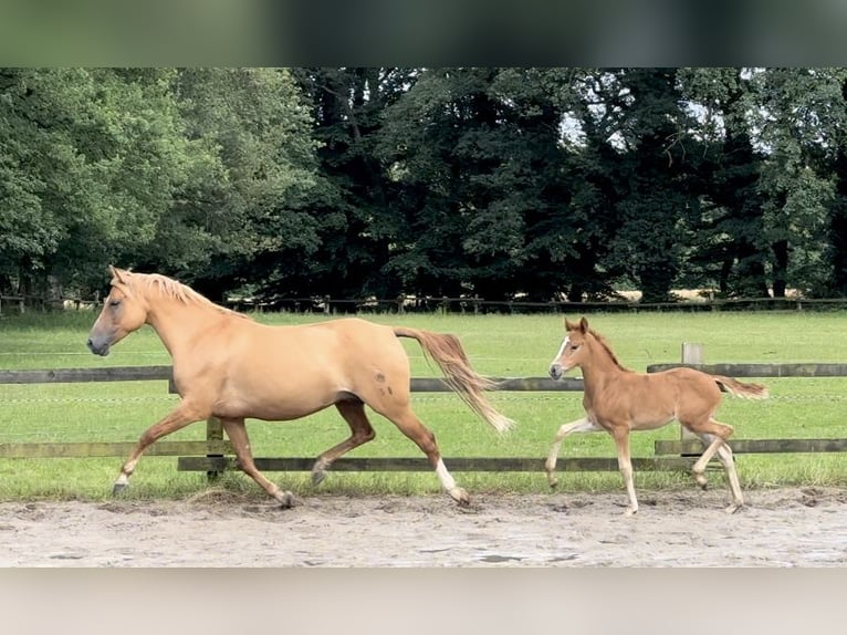 Duitse rijpony Merrie 8 Jaar 144 cm Red Dun in Ankum