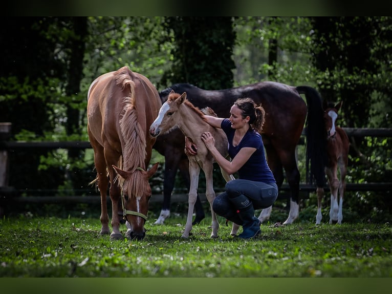 Duitse rijpony Merrie 8 Jaar 144 cm Red Dun in Ankum