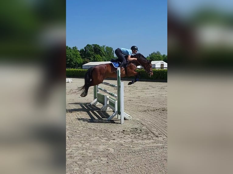 Duitse rijpony Merrie 8 Jaar 145 cm Bruin in Neustadt/Dosse