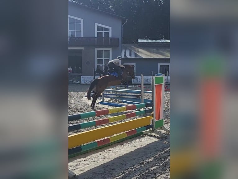 Duitse rijpony Merrie 8 Jaar 145 cm Bruin in Neustadt/Dosse