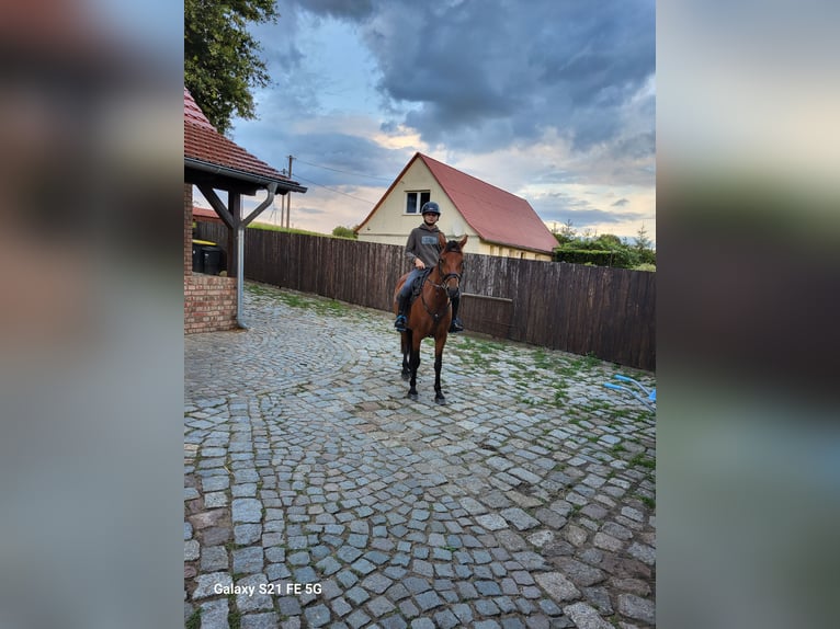 Duitse rijpony Merrie 8 Jaar 145 cm Bruin in Neustadt/Dosse