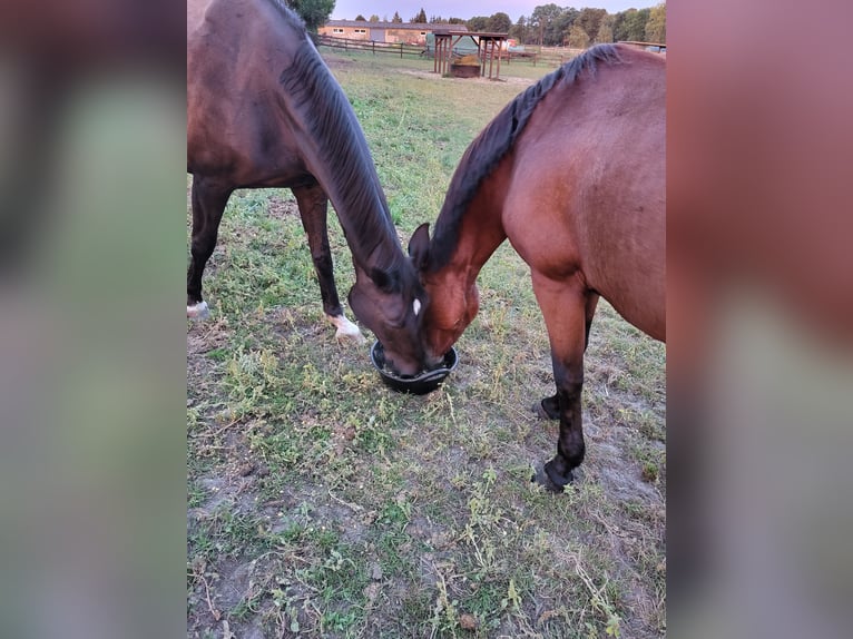 Duitse rijpony Merrie 8 Jaar 145 cm Bruin in Neustadt/Dosse