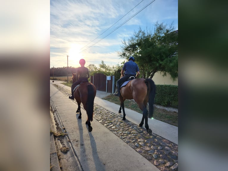 Duitse rijpony Merrie 8 Jaar 145 cm Bruin in Neustadt/Dosse