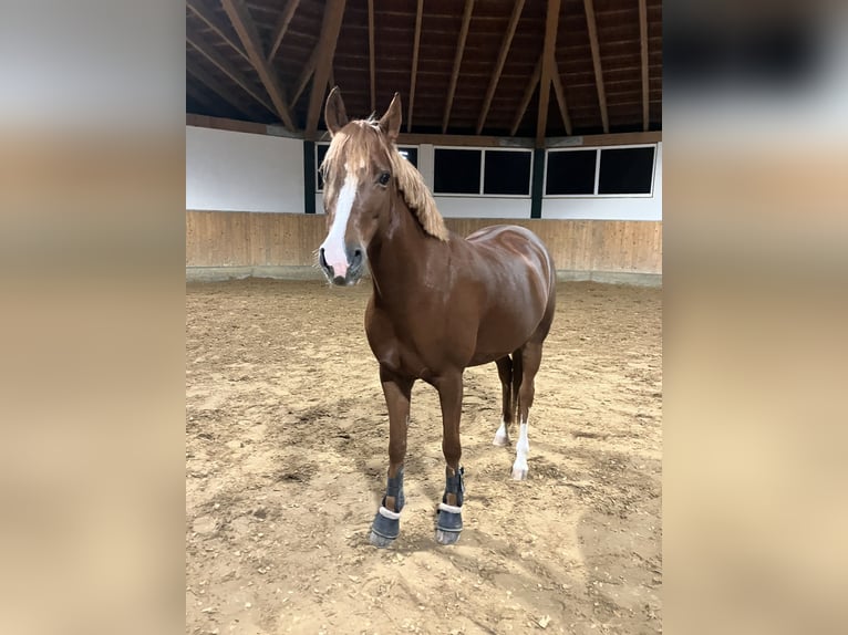 Duitse rijpony Merrie 8 Jaar 145 cm Donkere-vos in Litzendorf