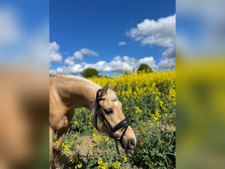 Duitse rijpony Merrie 8 Jaar 145 cm Palomino in Mohrkirch
