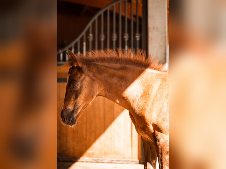 Duitse rijpony Merrie 8 Jaar 145 cm Vos in Gudensberg
