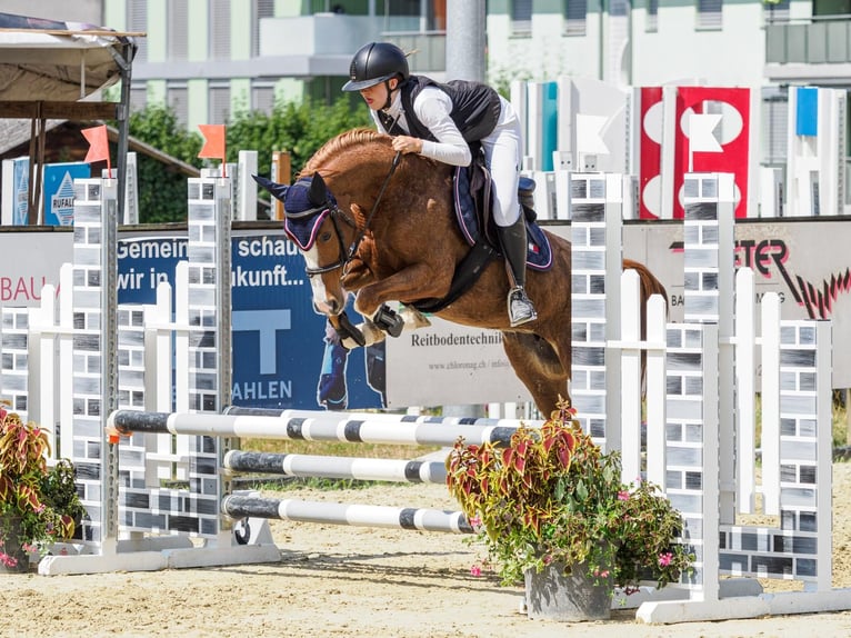 Duitse rijpony Merrie 8 Jaar 145 cm Vos in Hintermoos
