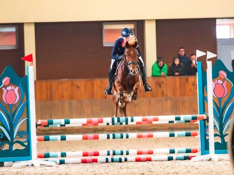 Duitse rijpony Merrie 8 Jaar 145 cm Vos in Lędziny