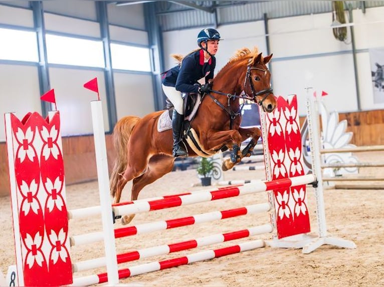 Duitse rijpony Merrie 8 Jaar 145 cm Vos in Lędziny