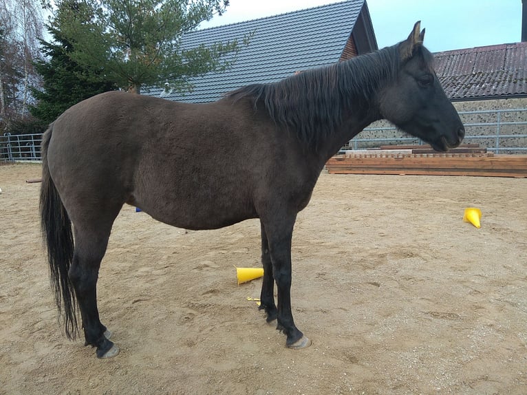 Duitse rijpony Merrie 8 Jaar 146 cm Falbe in Pottenstein