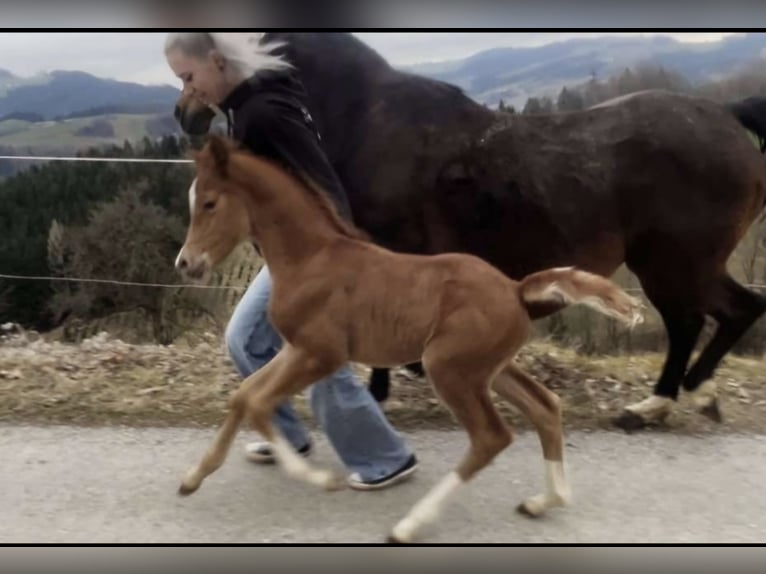 Duitse rijpony Merrie 8 Jaar 146 cm in Gresten