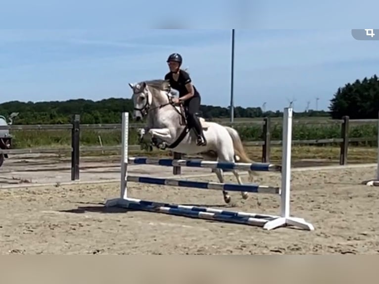 Duitse rijpony Merrie 8 Jaar 146 cm Vliegenschimmel in leck