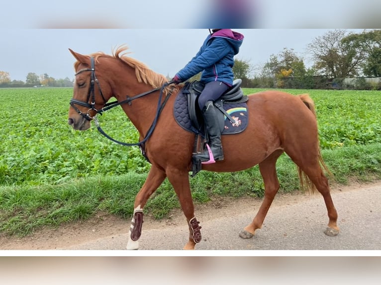 Duitse rijpony Merrie 8 Jaar 146 cm Vos in Eppelheim