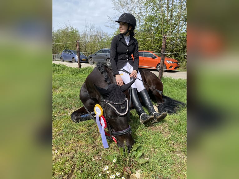 Duitse rijpony Merrie 8 Jaar 146 cm Zwart in Lintgen