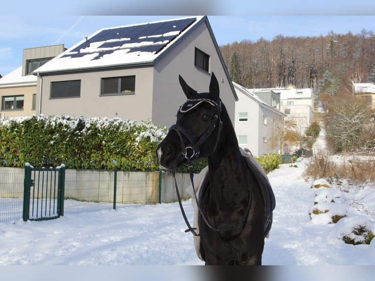 Duitse rijpony Merrie 8 Jaar 146 cm Zwart in Lintgen