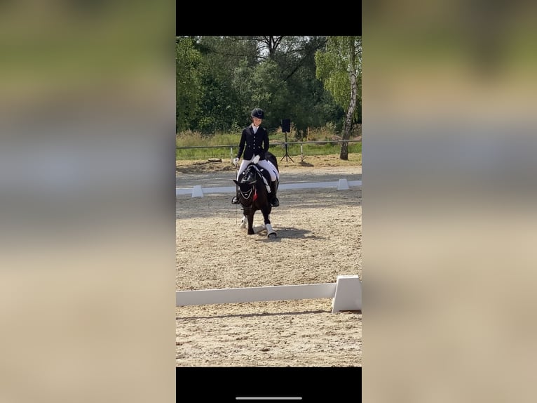 Duitse rijpony Merrie 8 Jaar 146 cm Zwart in Lintgen