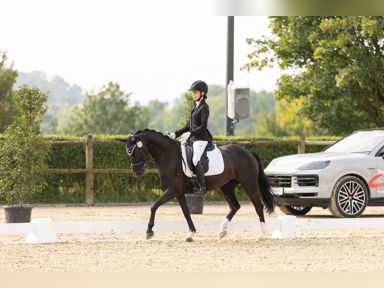 Duitse rijpony Merrie 8 Jaar 146 cm Zwart in Lintgen