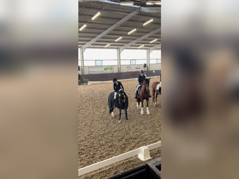 Duitse rijpony Merrie 8 Jaar 146 cm Zwart in Lintgen