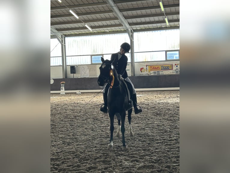 Duitse rijpony Merrie 8 Jaar 146 cm Zwart in Lintgen