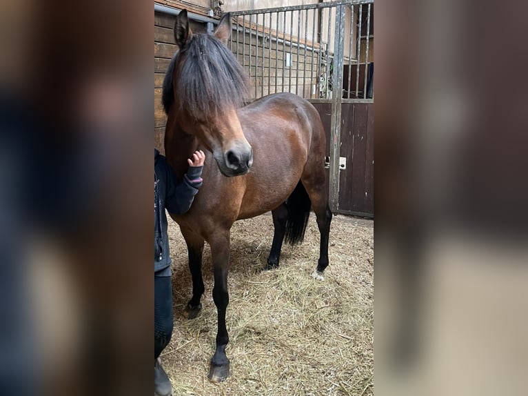 Duitse rijpony Merrie 8 Jaar 147 cm Donkerbruin in Limburg an der Lahn