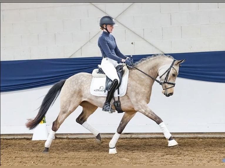 Duitse rijpony Merrie 8 Jaar 147 cm in Graben-Neudorf