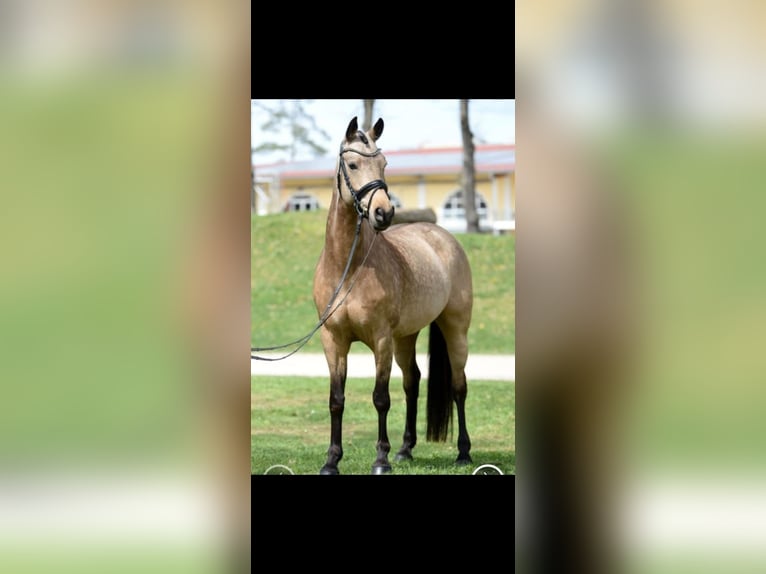Duitse rijpony Merrie 8 Jaar 147 cm Falbe in Graben-Neudorf