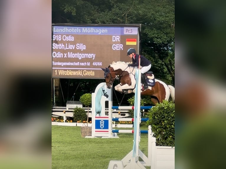 Duitse rijpony Merrie 8 Jaar 147 cm Gevlekt-paard in Bovenau