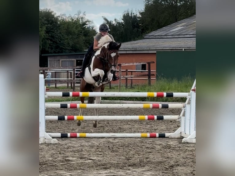 Duitse rijpony Merrie 8 Jaar 147 cm Gevlekt-paard in Bovenau