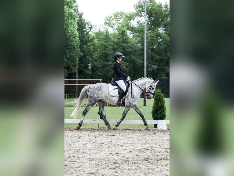 Duitse rijpony Merrie 8 Jaar 147 cm Schimmel in Stemwede