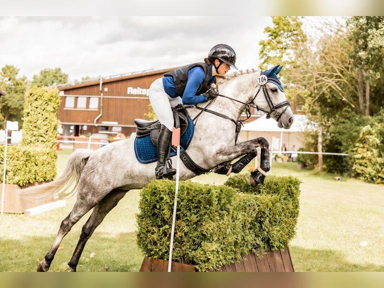 Duitse rijpony Merrie 8 Jaar 147 cm Schimmel in Stemwede
