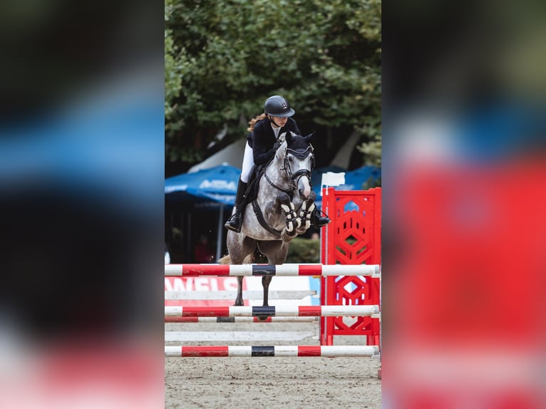 Duitse rijpony Merrie 8 Jaar 147 cm Schimmel in Stemwede