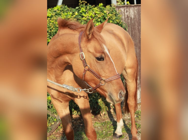 Duitse rijpony Merrie 8 Jaar 147 cm Vos in Tönisvorst Duitse rijpony Merrie 8 Jaar 147 cm Vos in Tönisvorst