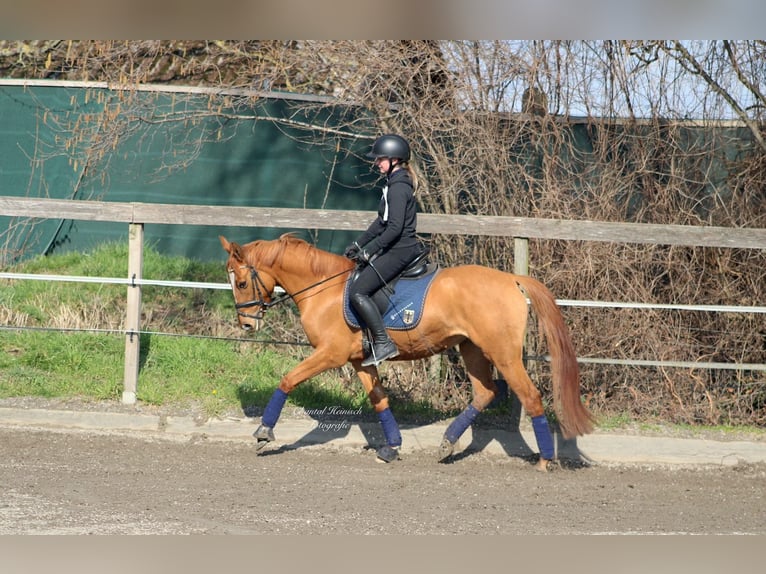 Duitse rijpony Merrie 8 Jaar 147 cm Vos in Tönisvorst Duitse rijpony Merrie 8 Jaar 147 cm Vos in Tönisvorst