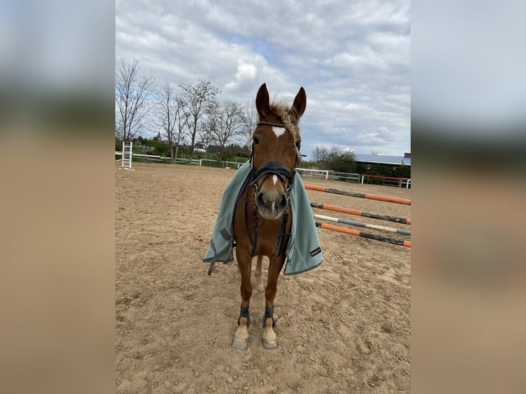 Duitse rijpony Mix Merrie 8 Jaar 147 cm Vos in Ortona