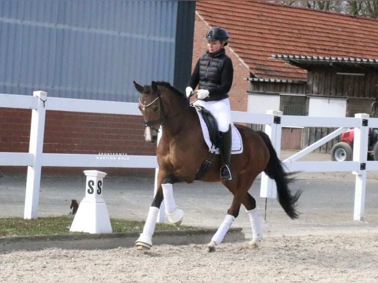 Duitse rijpony Merrie 8 Jaar 148 cm Bruin in Recke, bei Osnabrück