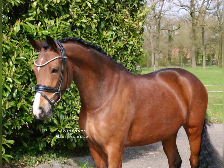 Duitse rijpony Merrie 8 Jaar 148 cm Bruin in Recke, bei Osnabrück