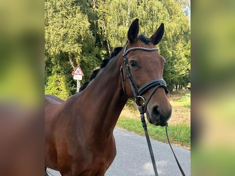 Duitse rijpony Merrie 8 Jaar 148 cm Bruin in Münster