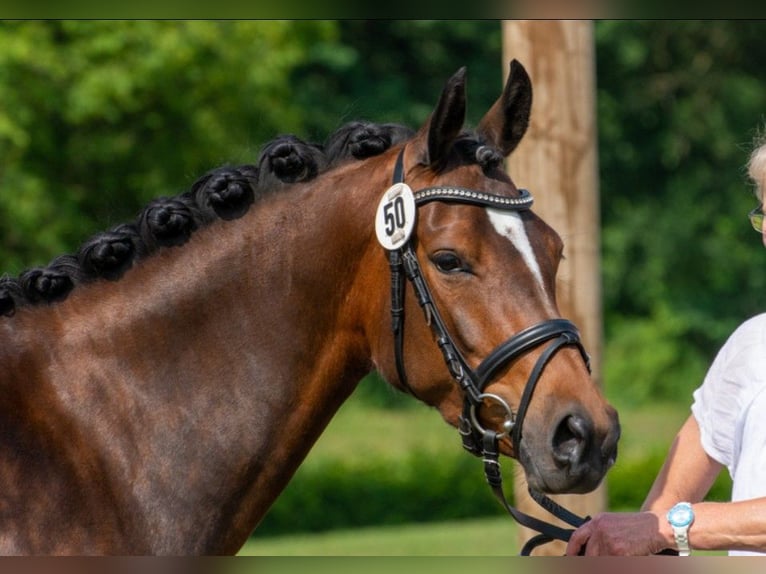 Duitse rijpony Merrie 8 Jaar 148 cm Bruin in Raesfeld