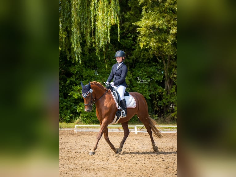 Duitse rijpony Merrie 8 Jaar 148 cm Donkere-vos in Stralsund