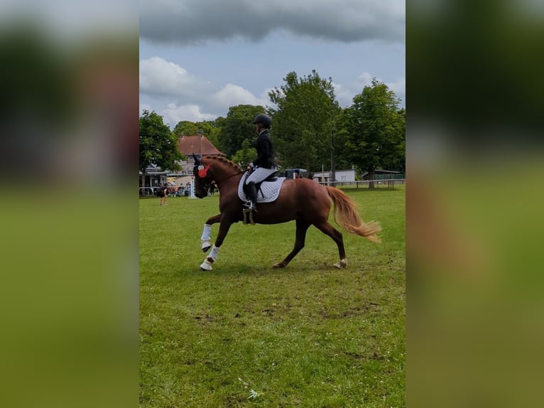 Duitse rijpony Merrie 8 Jaar 148 cm Donkere-vos in Stralsund