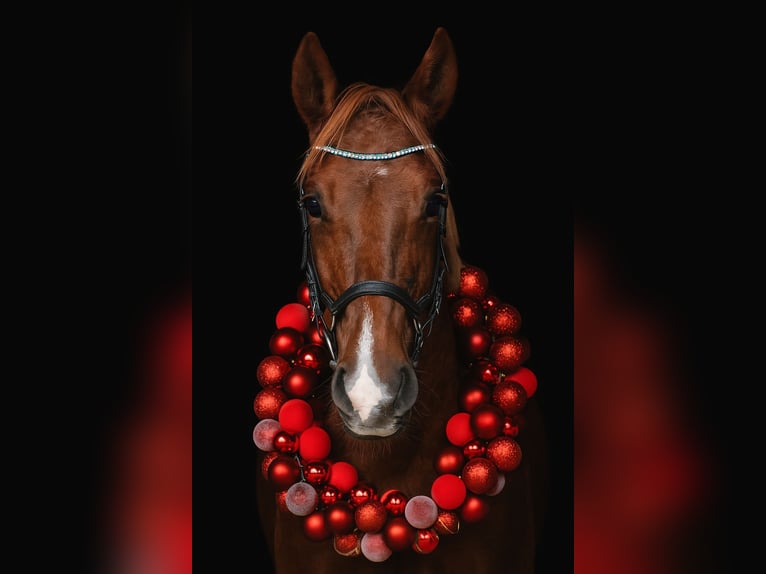 Duitse rijpony Merrie 8 Jaar 148 cm Donkere-vos in Stralsund